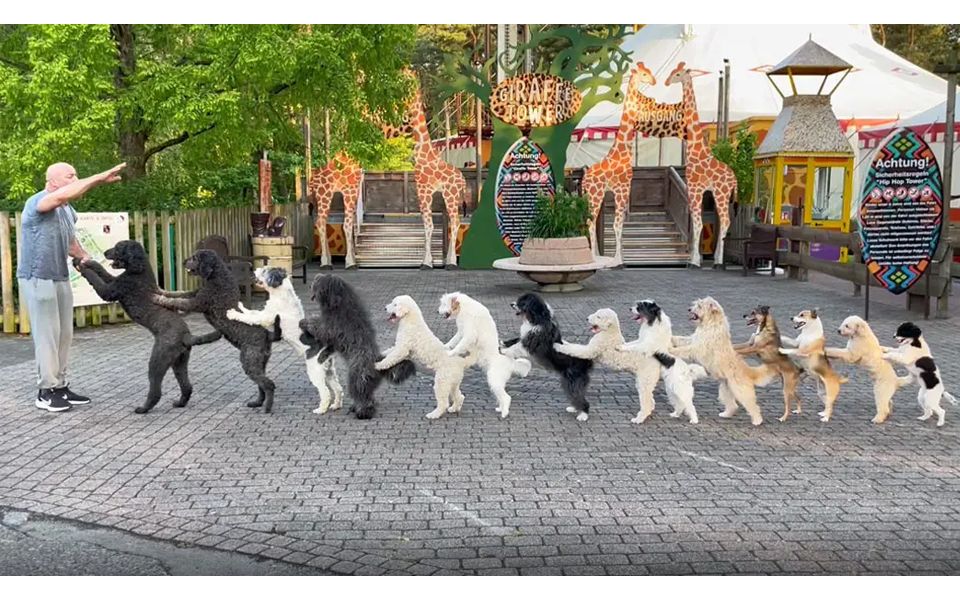 14마리 반려견의 ‘콩가 라인’, 기네스 신기록 달성