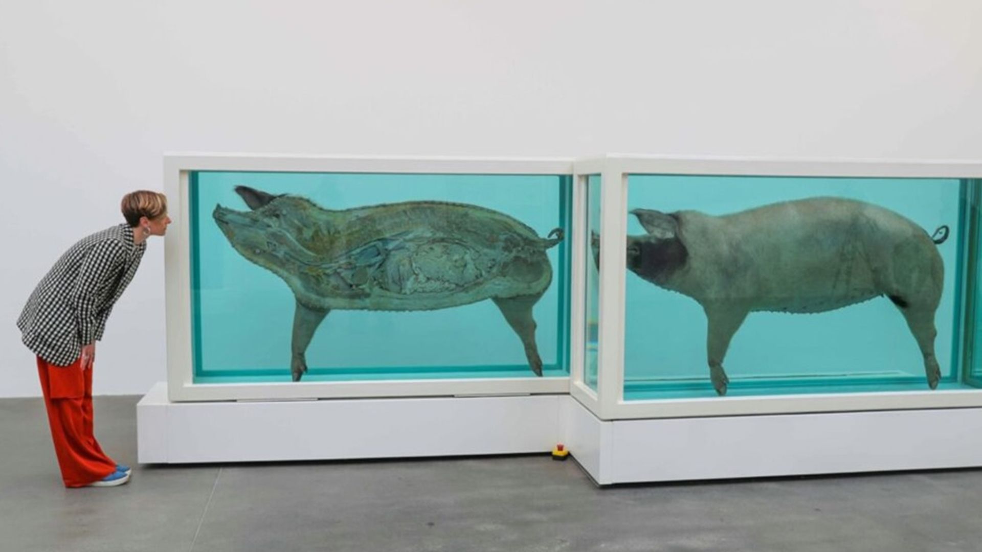 국립현대미술관이 <데미안 허스트전> 관람료를 인상한다